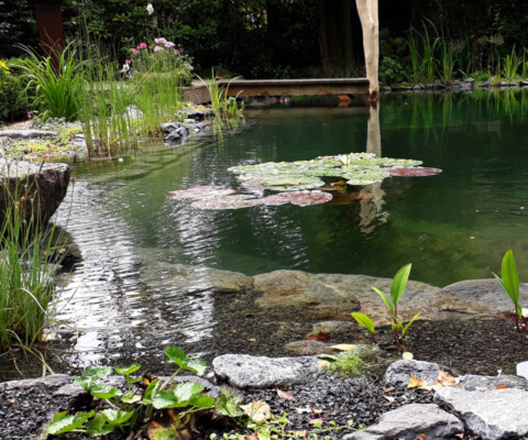 Zwerg-Seerose in einem Mini-Schwimmteich